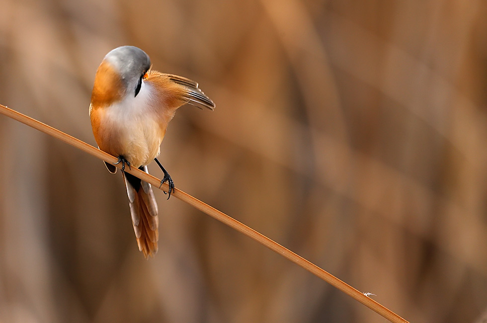 Imagen 11 de la galería de Bigotudo - Bearded reedling